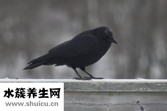 乌鸦怎么打不详