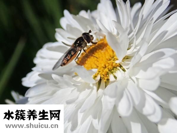 新鲜苦瓜怎么泡水喝