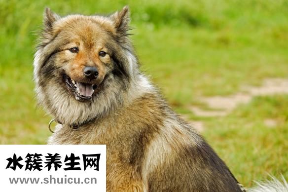 萨摩耶护食怎么办