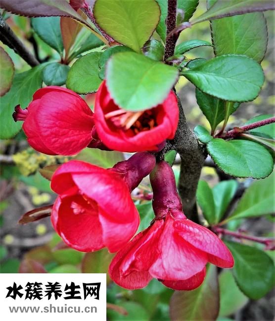 回奶药怎么吃