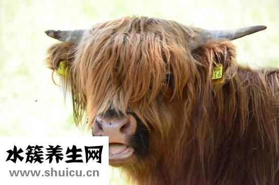 牛肉片怎么切