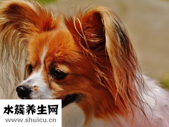 给小狗吃多了怎么办