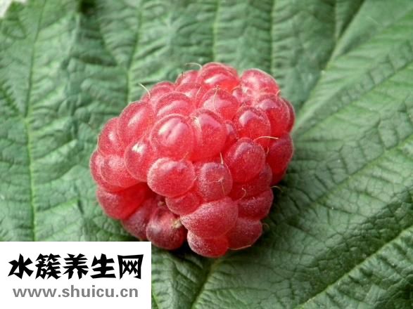 新鲜苦瓜怎么泡水喝