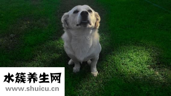 给小狗吃多了怎么办
