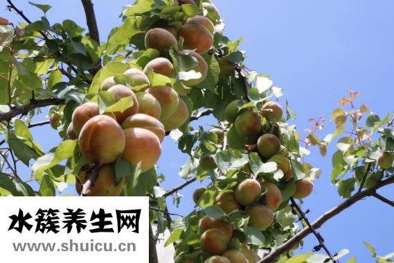怎么挑选水蜜桃