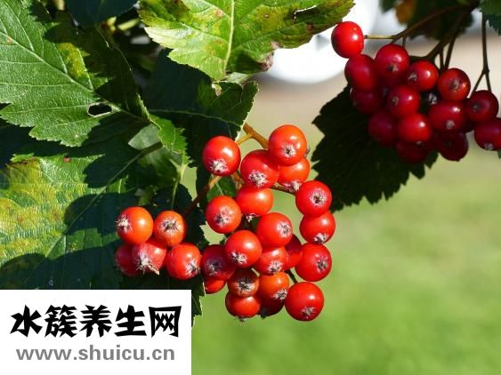 石榴木命缺木怎么办