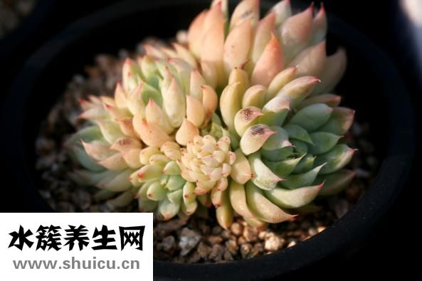 多肉玉珠帘怎么养