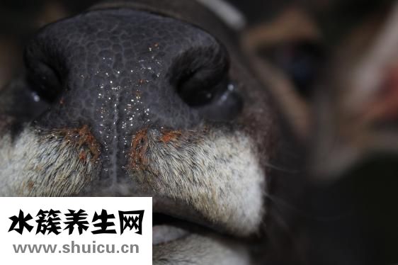羊拉血怎么办