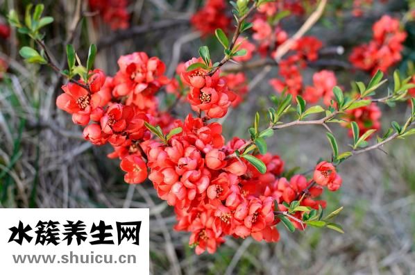 回奶药怎么吃