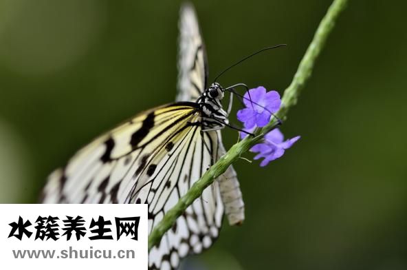 怎么挑选水蜜桃
