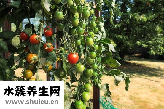西红柿怎么吃能防癌