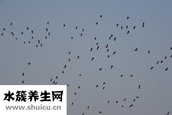 怎么大声吹口哨