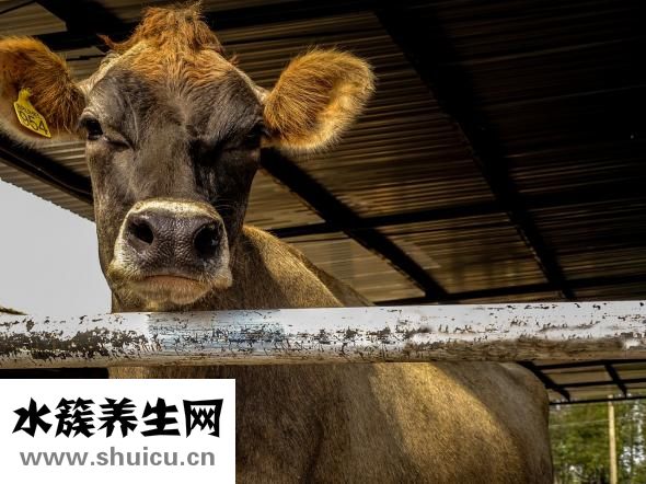 喝了牛奶胃疼怎么办
