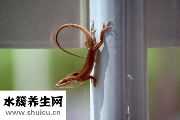 怎么站好军姿