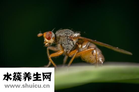 怎么让萤火虫发光