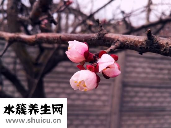 痦子开花怎么回事