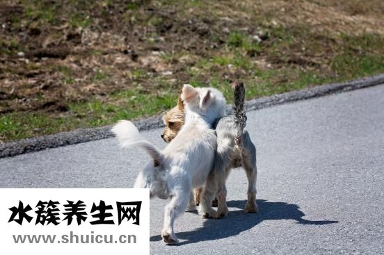 狗流眼泪怎么办