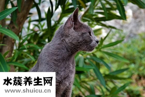 兔子中毒了怎么办