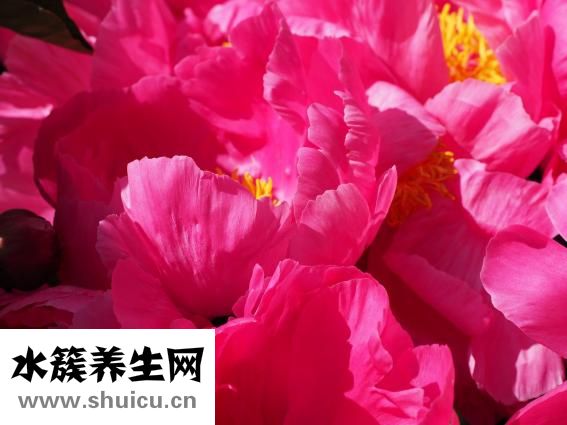 小牡丹怎么养