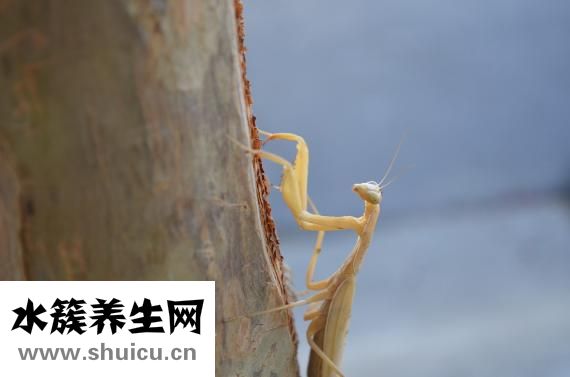 怎么让萤火虫发光
