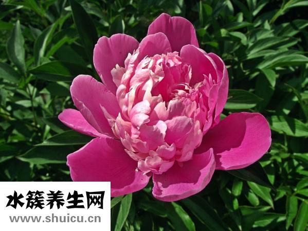小牡丹怎么养