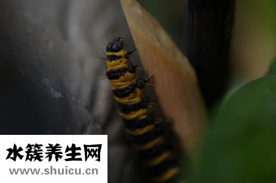 痦子开花怎么回事