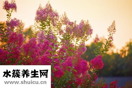 女生怎么紫薇