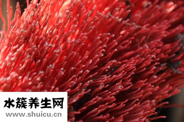 牙套怎么刷牙