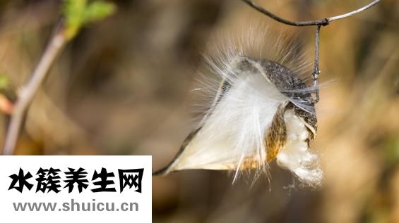 孢子怎么送礼