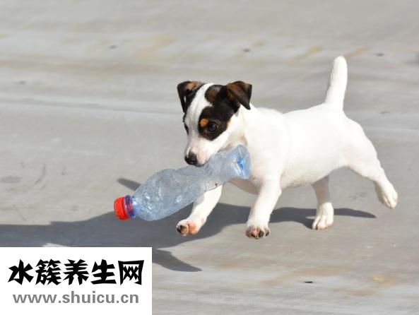 犬脑炎怎么预防