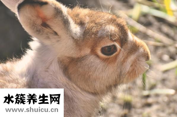 怎么活捉野兔