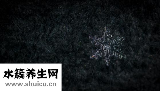 雪花气垫怎么用