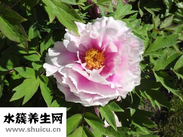 小牡丹怎么养