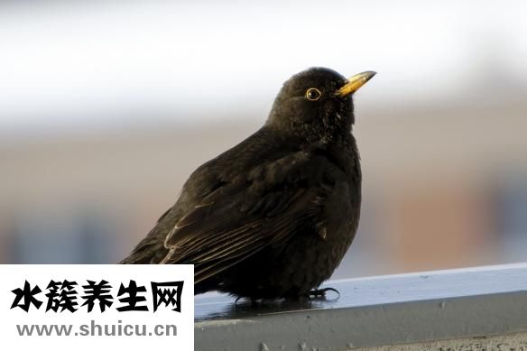 小鹅流鼻涕怎么办