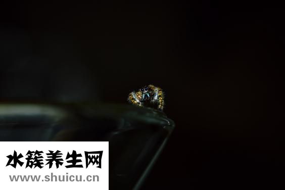 家里怎么去跳蚤