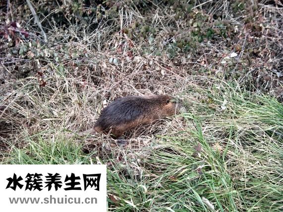 蛆怎么养殖