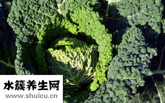 野生老鳖怎么烧