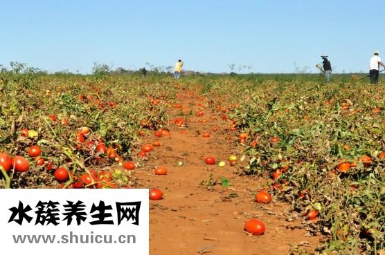 生吃蔬菜怎么洗干净