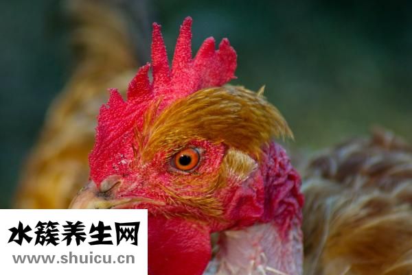 母鸡下小蛋怎么