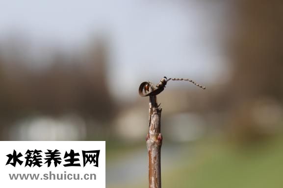 学习不专心怎么办