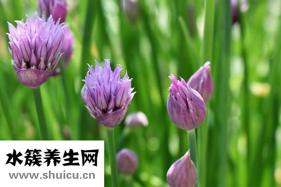 蔬菜怎么炒