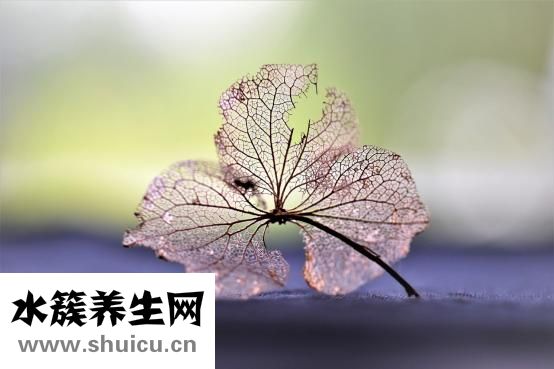 狗流泪是怎么回事