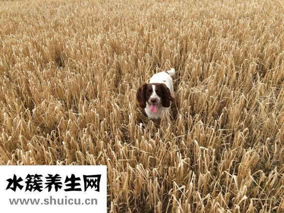 怎么弄香菇水