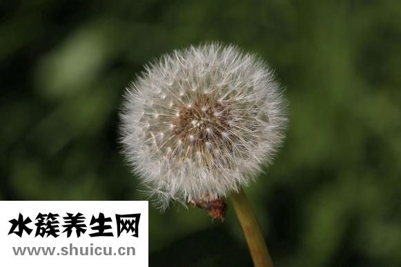应该怎么对待婆婆