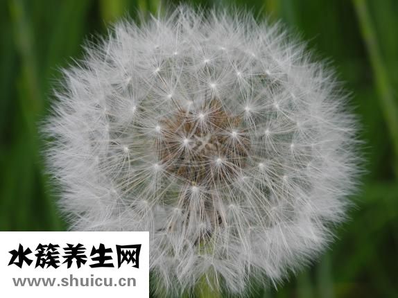 应该怎么对待婆婆