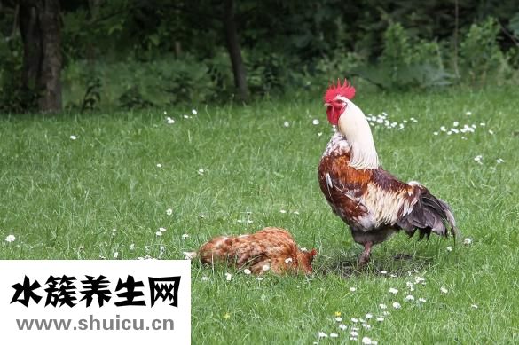 母鸡下小蛋怎么