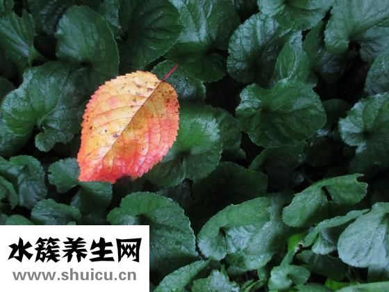 雨刷器冻住了怎么办