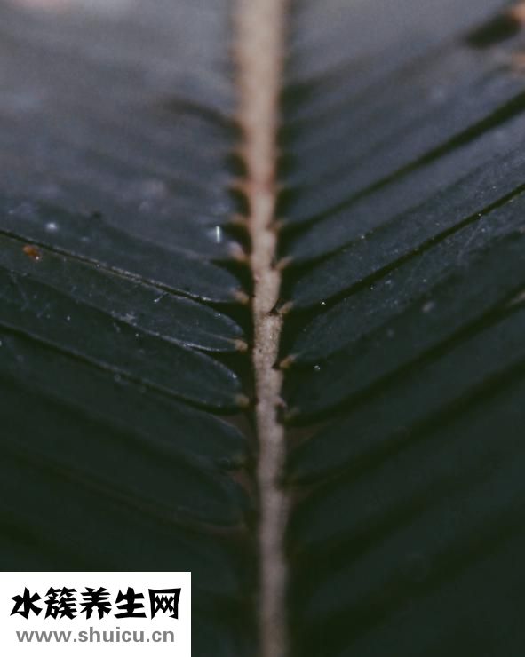 纤维瘤怎么消失了