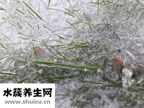 冬虫夏草生虫怎么办