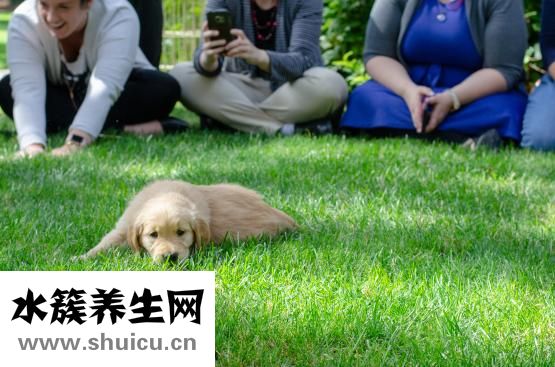 狗流眼泪怎么办